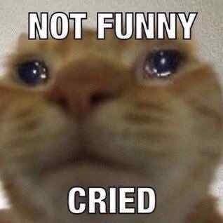 not funny cried caption sad cat meme